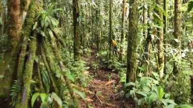 Titreyen videolar, ağaçlarla dolu patikada yürümek. 