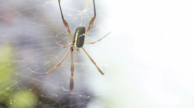 Örümcek videosu, doğa faunası.