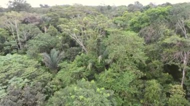 Ekvador Amazon 'daki tropikal yağmur ormanlarının hava görüntüsü