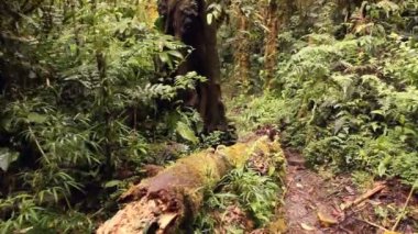 Titreyen videolar, ağaçlarla dolu patikada yürümek. 