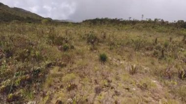 Yeşil camlı ve bitkilerli çayır manzarası videosu