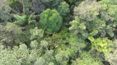 Ormanda yeşil ağaçların üzerinde uçan drone, video 