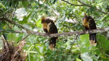 Hoatzin kuşları ağaçta, Opisthocomus hoazin dalda dinleniyor, Limoncocha lagünü Ekvador Amazon 'unda, video 