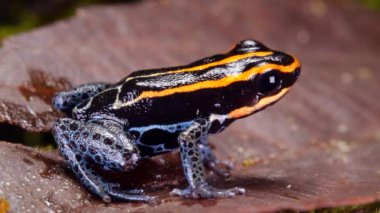 Zehirli Kurbağa, Ranitomeya ventrimaculata