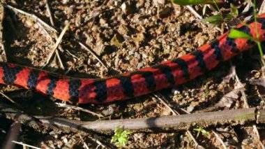 Video, Coral Pipesnake, Anilius Scytale