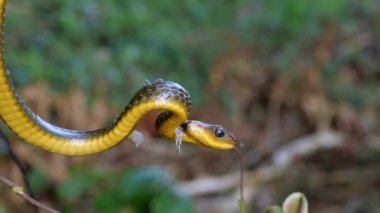 Chironius exoletus 'un ağır çekim videosu. 