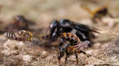 Yavaş çekim videosu, tuzlu yerli arılar grubu, Ekvador Amazon nehir kıyısı.