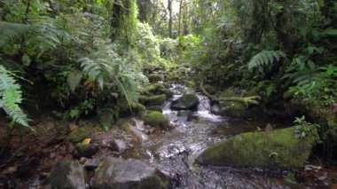 Nehir akışının yavaş çekim videosu, ormandaki su buharı 