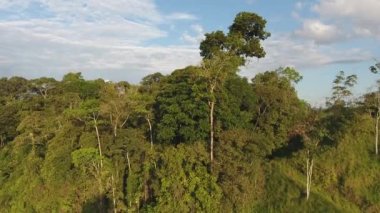 Yeşil orman ağaçları, yaz manzarası 