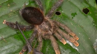 Büyük kıllı Tarantula örümceği videosu, Avicularia sp yeşil yapraklı 