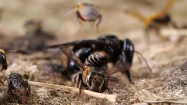 Yavaş çekim videosu, tuzlu yerli arılar grubu, Ekvador Amazon nehir kıyısı.
