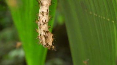 Eşek arıları, Polybia sp, yuvadaki böcekler, video