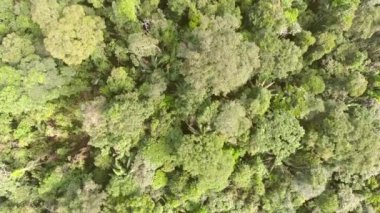 Vahşi tropikal ormanın hava manzarası, video 