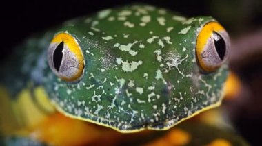 Amazon Yaprak Kurbağası, Cruziohyla craspedopus 'un videosunu kapat 