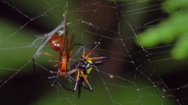 Dikenli Küre Weaver örümceğinin yavaş çekim videosu. 