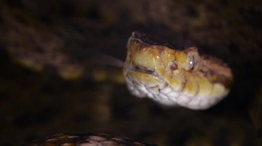 Zehirli Fer de Lance yılanının yavaş çekim videosu, dilli Bothrops atrox 