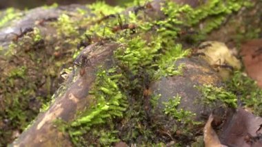 Zaman aşımı videosu, Küçük Karıncalar Ordusu