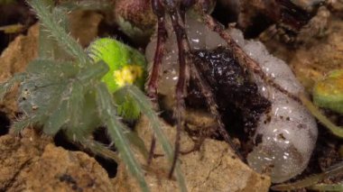Büyük Potter Wasp, Vespidae, larva felçli örümceklerle besleniyor, video.