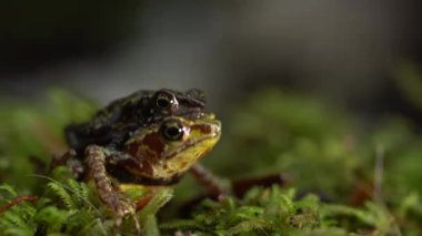 Bir çift inekayak kurbağası, Atelopus sp, çiftleşme, video