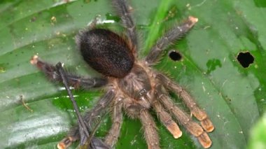 Büyük kıllı Tarantula örümceği videosu, Avicularia sp yeşil yapraklı 