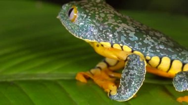 Amazon Yaprak Kurbağası, Cruziohyla Craspedopus 'un videosu 