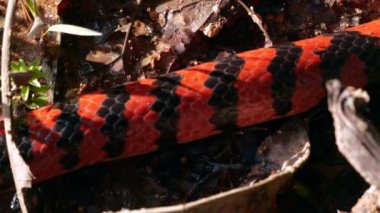 Video, Coral Pipesnake, Anilius Scytale