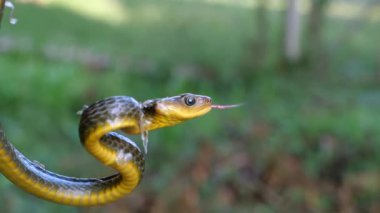Chironius exoletus 'un ağır çekim videosu. 