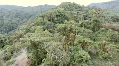 yeşil bitkiler, ağaçlar ve yapraklar, video