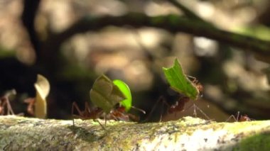 Yaprak kesen karıncaların yavaş çekim videosu, yaprakları taşıyan Atta sp 