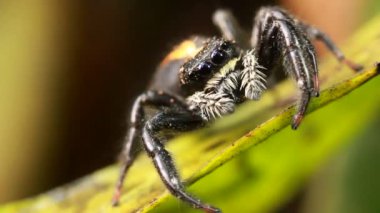 Atlayan örümcek, Salticidae ailesi, video. 