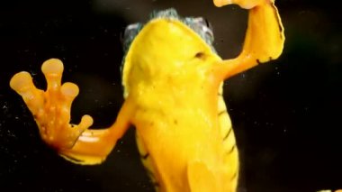 Amazon Yaprak Kurbağası, Cruziohyla Craspedopus 'un videosu 
