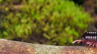 Yavaş çekim, Amazon kırkayağı bir dal boyunca yürüyor, video 