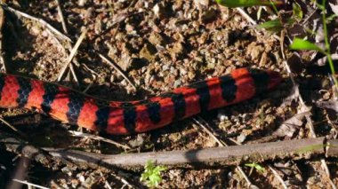 Video, Coral Pipesnake, Anilius Scytale