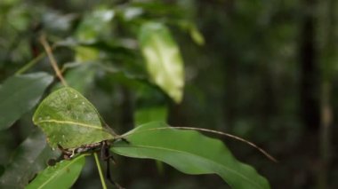 Yeşil Katydid 'in bir yaprağa benzediği video, Ekvador