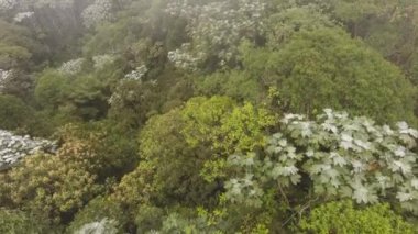 Ağaçların yeşil yapraklı, bitki örtülü ve botanik videoları. 