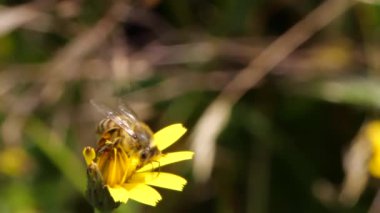 Sarı çiçek yapraklarına doğru yavaş çekimde uçan arı. 