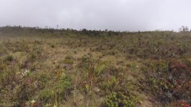 Yeşil camlı ve bitkilerli çayır manzarası videosu