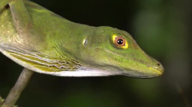 O 'Shaugnessey' nin Anole, Anolis mücevher kertenkelesi, çiğ lapalı erkek, batı Ekvador