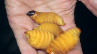 Yenilebilir palmiye buğday biti larvaları, Rhynchophorus phoenicis, video. 