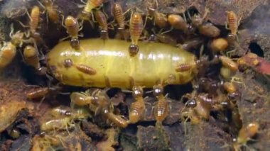 Video, kraliçe termit ve karınca böcekleri.
