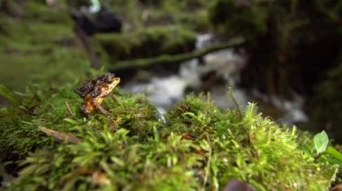 Bir çift inekayak kurbağası, Atelopus sp, çiftleşme, video