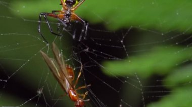 Dikenli Orb Weaver örümceğinin tuzağa düşürülmüş videosu 