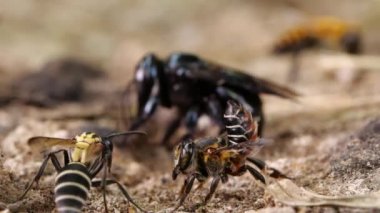 Yavaş çekim videosu, tuzlu yerli arılar grubu, Ekvador Amazon nehir kıyısı.
