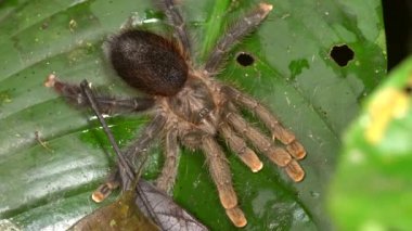 Büyük kıllı Tarantula örümceği videosu, Avicularia sp yeşil yapraklı 