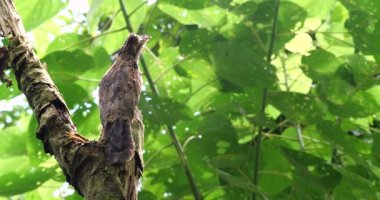 Sıradan Potoo kuşunun ağaçtaki, yağmur ormanlarındaki, Ekvador 'daki videosu