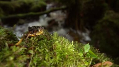 Bir çift inekayak kurbağası, Atelopus sp, çiftleşme, video