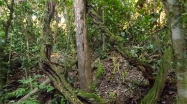 Amazon yağmur ormanlarından geçiyor, Rio Tiputini, Orellana, Ekvador