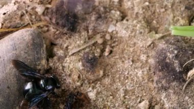 Yavaş çekim videosu, tuzlu yerli arılar grubu, Ekvador Amazon nehir kıyısı.