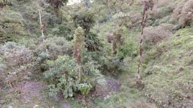 yeşil bitkiler, ağaçlar ve tepelerdeki yapraklar manzara, video