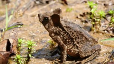 Zıplayan İbikli Orman Kurbağası 'nın yavaş çekim videosu, Rhinella Margaritifera Kurbağası